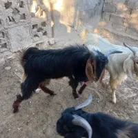 فروش کهره نر چاق