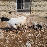 بز آبستن و کهره دار