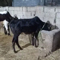 دو تا گوساله نر|حیوانات مزرعه|آستارا, |دیوار