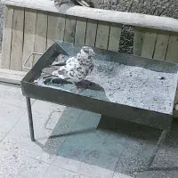 منقل اهنی (ک ب و ت ر ا )فروشین|اجاق گاز و لوازم برقی پختوپز|خرمآباد, |دیوار