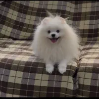 مجموعه توله های فانتزی|سگ|شیراز, صنایع الکترونیک|دیوار