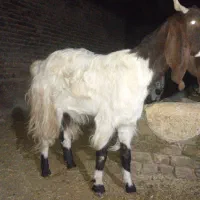 شکم دووم 3قلوزا|حیوانات مزرعه|الیگودرز, |دیوار