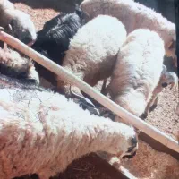 ۶راس میش  ۱راس بره دار وبقیه ابستن