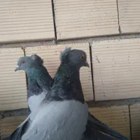 کبوترپر|پرنده|سامان, |دیوار