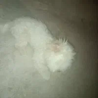 سگ پا کوتا|سگ|بیجار, |دیوار