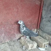 کفتر گرفتنی|پرنده|قم, هفت تیر|دیوار