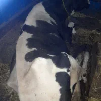 خرید فروش‌ هر نوع گاو و گوساله افتاده پاشکسته قصر