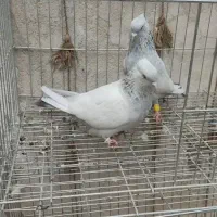 فروش تعدادی پرنده (کفتر کبوتر) رنگی