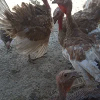 بوقلمون های جوان