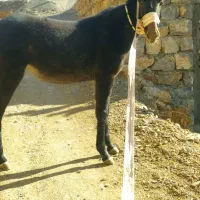 قاطر ماده7ماهه