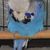 مرغ عشق انگلیسی نر