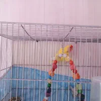 کوتوله زرد صورت هلویی بالغ