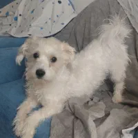 سگ شیتزو|سگ|کرمان, |دیوار