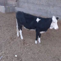 نوکل سمینتال|حیوانات مزرعه|دره شهر, |دیوار