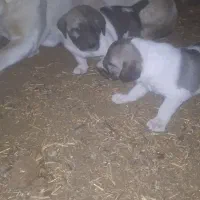 واگذاری طوله اصیل