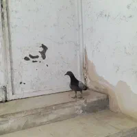 جوجه دوبر صید شده