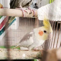 طوطی عروس|پرنده|الوند, |دیوار