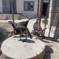 چهار عدد بوقلمون ۳ ماه صحیح وسالم