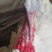 بوغلمون|حیوانات مزرعه|دشتابی, |دیوار