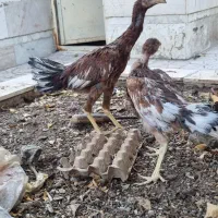 جوجه لاری