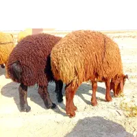 بره|حیوانات مزرعه|بوشهر, |دیوار