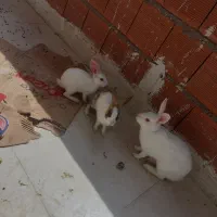 فروش خرگوش خانگی