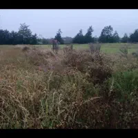 زمین-مزروعی1500متری