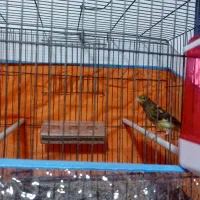 قناری قورولتی نر|پرنده|اردبیل, |دیوار