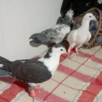 کبوتر آلمانی