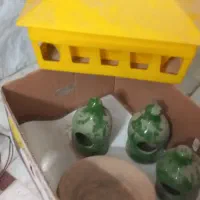لوازم پرنده یا کبوتر