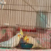 عروس هلندی خانگی در عجبشیر|پرنده|عجب شیر, |دیوار