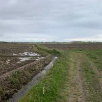 زمین-شالیزار5هزارمتر-سنددارفرصتی-برای-سرمایه-گذاری