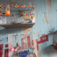 تعدادسهره وسقابرافروش دارم|پرنده|کرمان, |دیوار