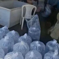 ماهی پرورشی شیراز