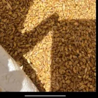 گندم پیشگام مخصوص بذری