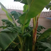 زیبا موز