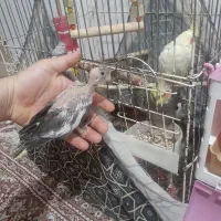 عروس هلندی مولد