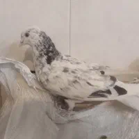 کبوتر مفلق پرشی پشدار نشوندار گرفتنی|پرنده|خمینیشهر, |دیوار