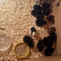 فروش ومعاوضه انواع جوجه وبالغ محلی و تزیینی مجموعه