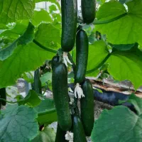 صنعتی، فنی، مهندسی