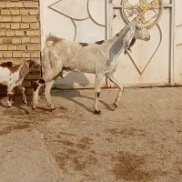 بز ماده دوقلو زا و یک قلو اولین شکم و‌دوتا ابستن