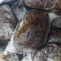 خرمای شیردار رودبارجنوب
