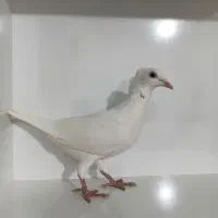 کبوتر سفید ماده