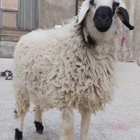 بره نر قوچ گوسفند|حیوانات مزرعه|زاهدان, |دیوار