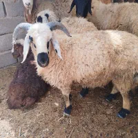 فروش سه عدد بره