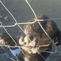 سگ پیتبول  توله