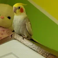 جوجه عروس هلندی ابلغ