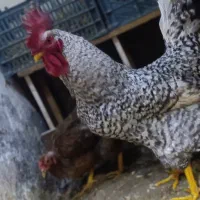 تخم مرغ نطفه دار تضمینی