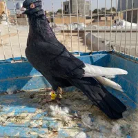 کبوتر قارا نر پرنده|پرنده|الوند, |دیوار