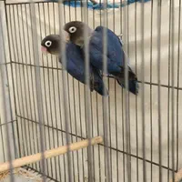 فروش کوتوله